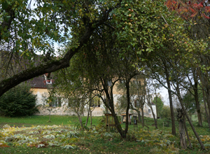 Streuobstwiese
