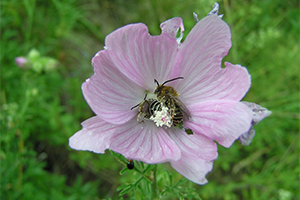 Blüte mit Wildbiene von Peter Sachseneder